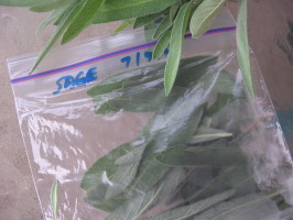 Freezing Herbs--Basil, Rosemary, Thyme, Oregano, Cilantro, Parsl. Photo by Dreamer in Ontario Freezing Herbs--Basil, Rosemary, Thyme, Oregano, Cilantro, Parsl. Photo by Dreamer in Ontario
