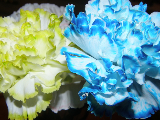 Market Flowers When You See Pom Poms Or Carnations That Are A Baby Royal Blue They Aren T Some Crazy Genetically Created Hybrid These Were Dyed At Point Between