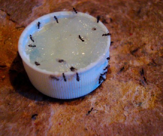 Get Rid Of Ants, Ants, Ants Recipe - Food.com