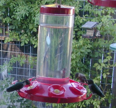 hummingbird feeding solution recipe food com hummingbird feeding solution recipe food com