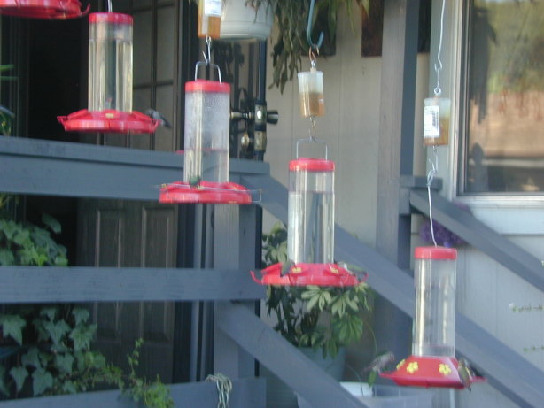hummingbird feeding solution recipe food com hummingbird feeding solution recipe food com