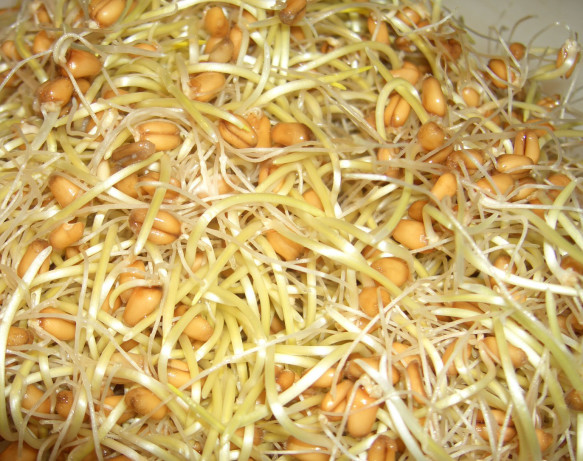 How To Sprout Wheat Berries Recipe - Food.com