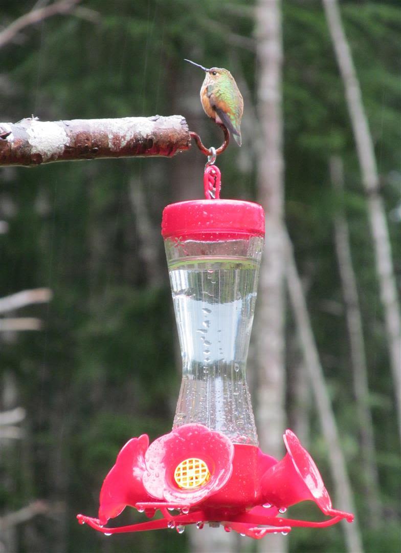 Hummingbird Food Recipe No Boil | Besto Blog