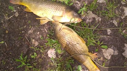 carp fishing bait