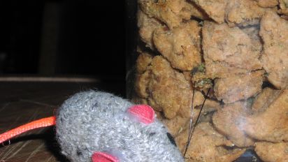 Crunchy Tuna Cat Treats Recipe Food Com