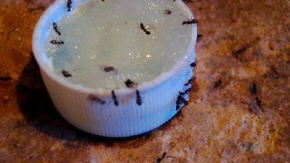 Get Rid of Ants, Ants, Ants Recipe