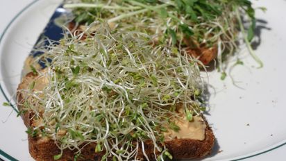 Peanut Butter And Sprout Sandwich Recipe Food Com This leafy green is packed full of vitamins for healthy meals. peanut butter and sprout sandwich