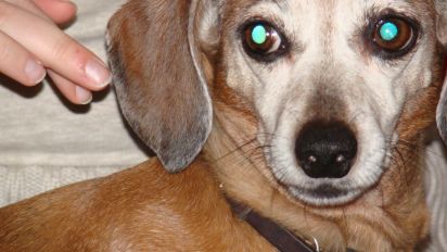 Pet Urine Remover Recipe Food Com
