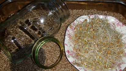How To Sprout Wheat Berries Recipe Food Com Add the kale to the wheat berries, cover and remove from the heat; how to sprout wheat berries