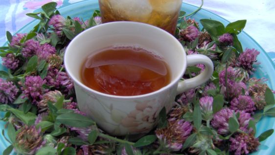 clover tea