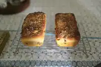 photo by Monica.sanjai