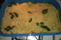 Gross Kitty Litter Cake