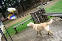 Making Giant Bubbles for Dogs!