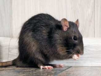 Grain Medley for Pet Rats