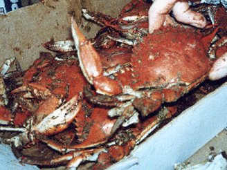 Blue Crabs Steamed Maryland Style