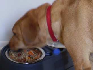 Dog Food for Normal, Fussy, Fat, Thin and Diabetic Dogs