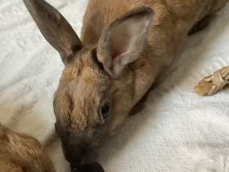 Bunneh's Bunny Rabbit Treats