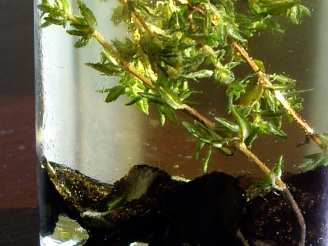 Truffle Oil With Peppercorns and Thyme