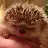 HedgieMom