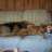 ourpettingzoo