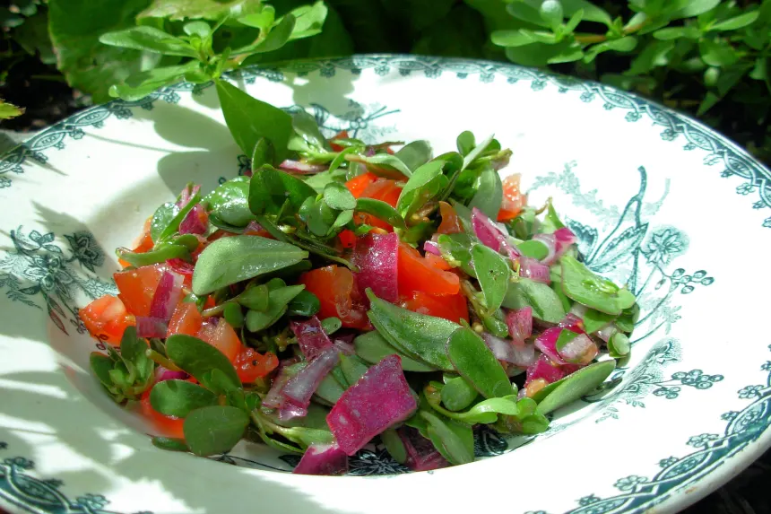 Wild Purslane Salad With Olive Oil And