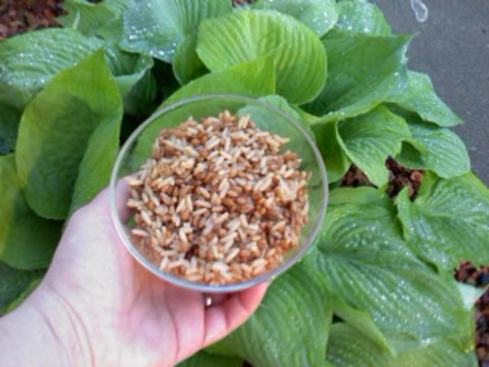 photo by dogsandwoods