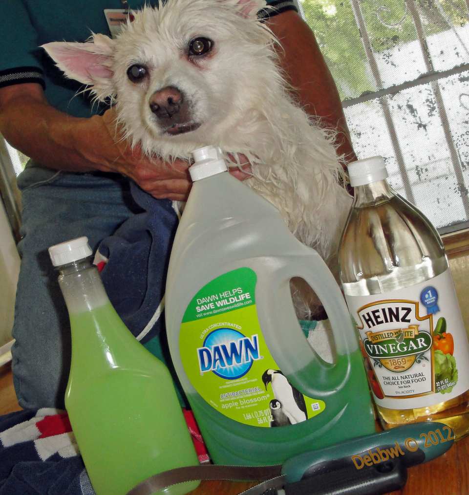 How to Make Homemade Shampoo for Dogs: Easy DIY Guide