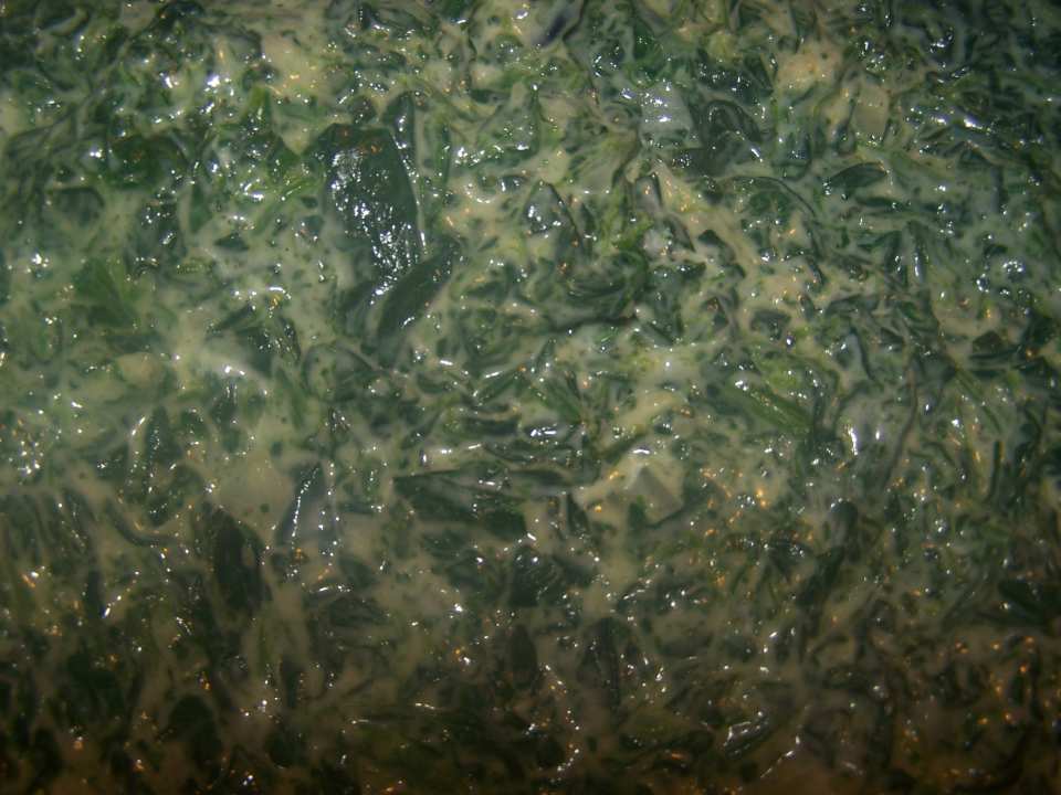 photo by Shannon V. Holmes