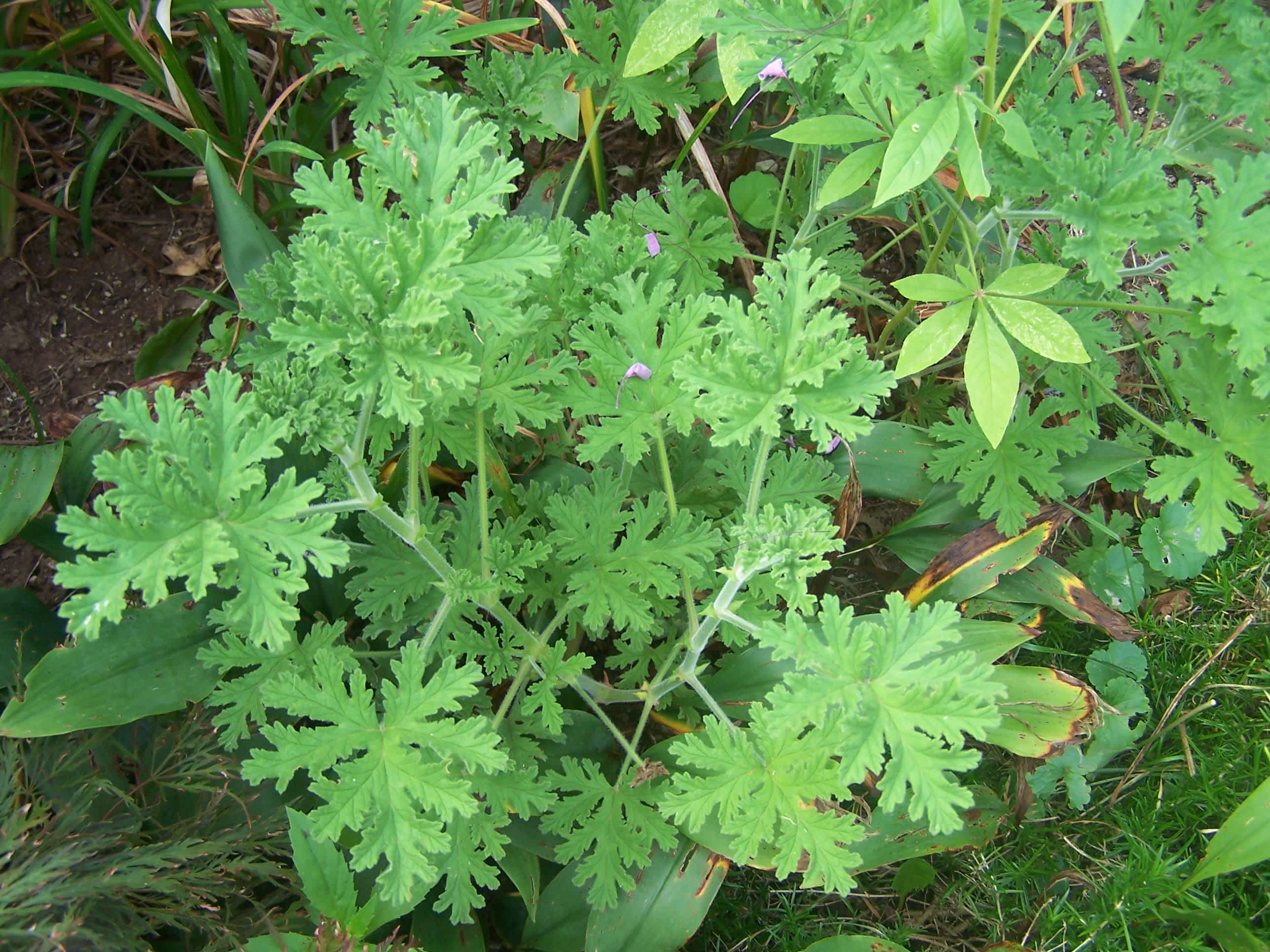 Virginia's Refreshing Geranium Tea Cooler Recipe - Food.com