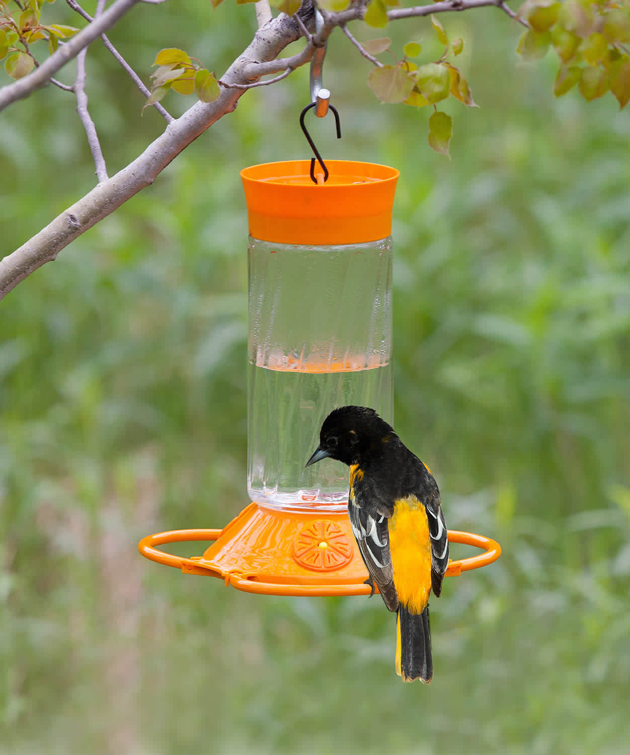 Oriole Nectar Recipe - Food.com