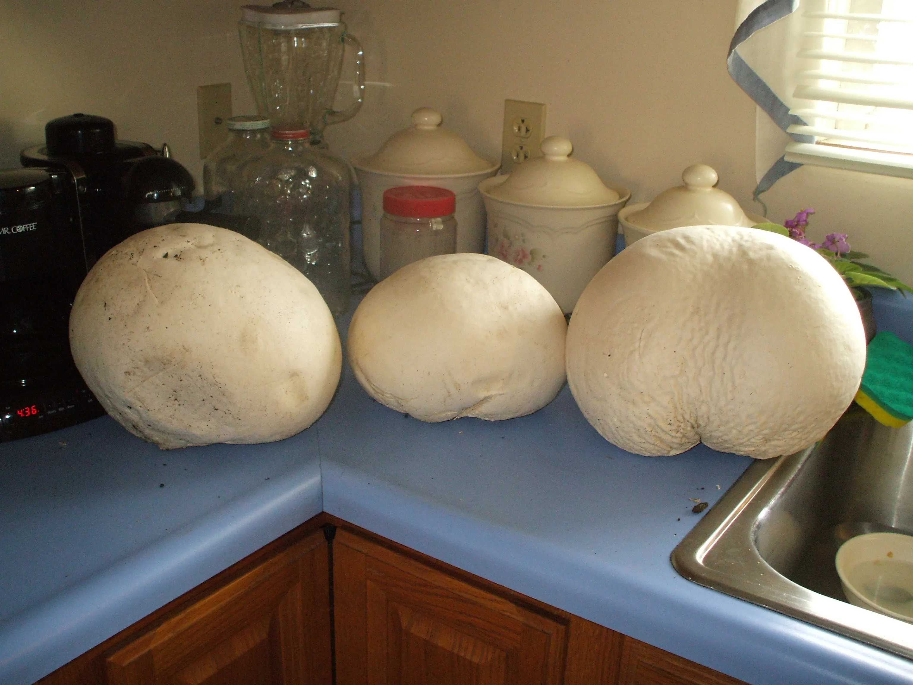 Giant Puffball Mushroom Crust Pizza Recipe - Food.com