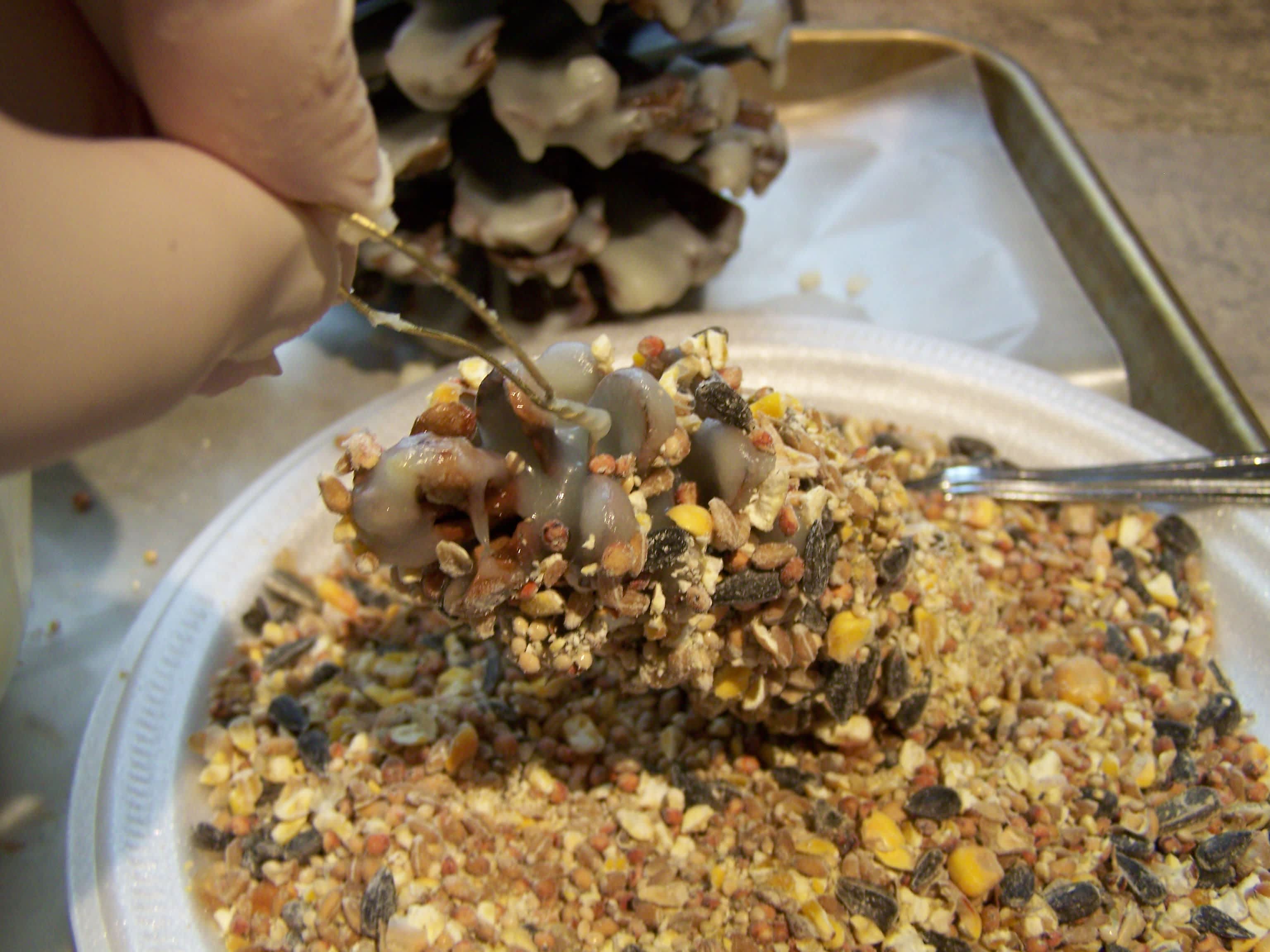 How to Make Bird Suet from Beef Fat: Easy DIY Recipe Guide