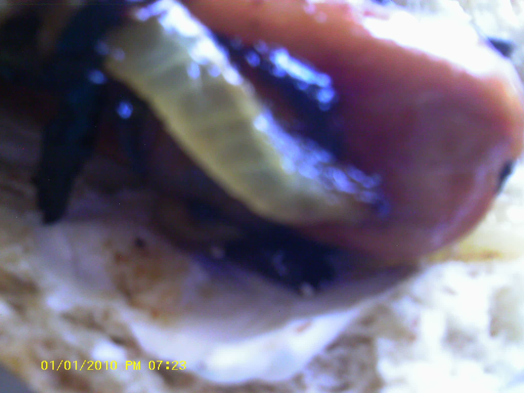 Seattle Dogs Recipe - Food.com