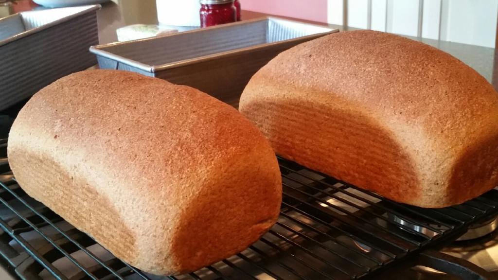 Dave's Killer Whole Wheat Bread Recipe