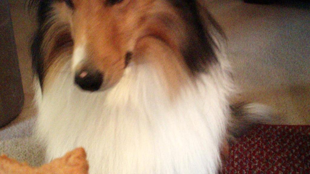 Peanut Butter Treats for Dogs created by CA.TN