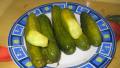 Garlic & Dill Pickled Cucumbers (Gherkins) created by Egyptian John