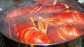 How to Boil a Lobster created by Mimi in Maine