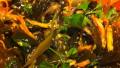 Seaweed Salad created by Kit_71