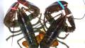Baked Stuffed Lobster New England Style created by - Carla -