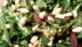 Arugula, Pine Nuts and Parmesan Salad created by katia