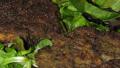 Beef and Spinach Fritters created by Luschka