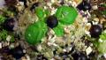 Basil Cashew Chicken Salad created by - Carla -