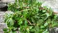 Wild Purslane Salad With Olive Oil and Lemon Dressing created by French Tart