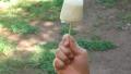 Pineapple Coconut Popsicles created by MomLuvs6