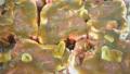 Marinade for Lamb Chops - or Any Other Meat Recipe - Food.com