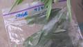 Freezing Herbs--Basil, Rosemary, Thyme, Oregano, Cilantro, Parsl created by Dreamer in Ontario