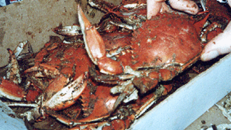 Blue Crabs Steamed Maryland Style created by Chef Dude