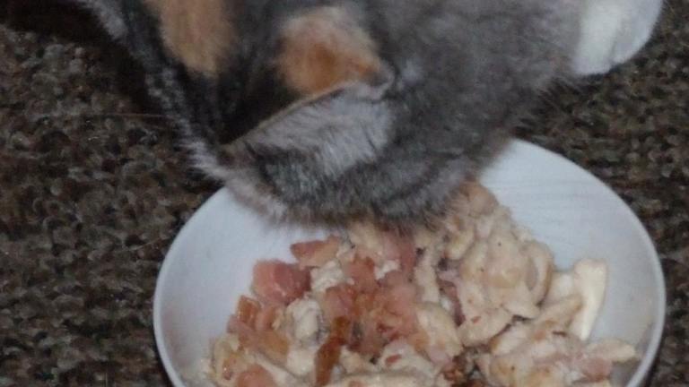 Bacon and Chicken Stir-Fry for Your Cat Created by Peter J