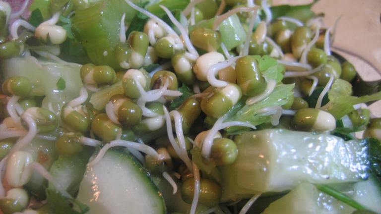 Cucumber Sprout Salad Created by White Rose Child
