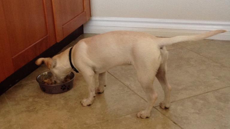 Homemade Dog Food in the Crockpot created by msmia